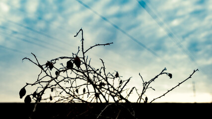 Silhouette of dry rosehip bush with fruits against a blue sky with clouds.