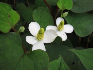 Dokudami, Houttuynia cordata, traditional southasian herb is blooming. It's popular as home remedy. It is also called fish mint, chameleon plant, and heartleaf.