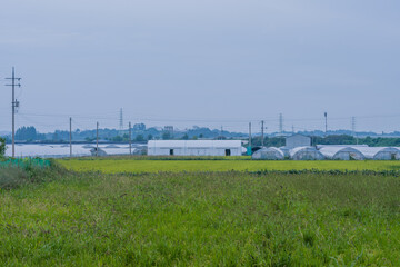 Fototapeta na wymiar Landscape of rural farming community