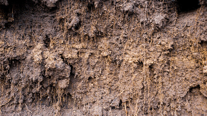 Cutting the ground in the field. Roots and earth.