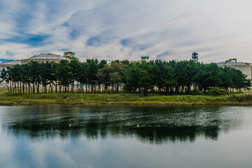 Pine trees on small island