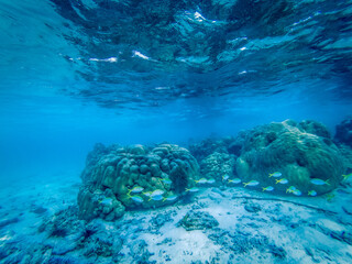 underwater marine life on coral reefs