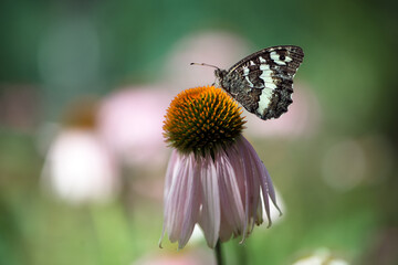 A big butterfly Limenitis populi on echinacea flowers on a summer day in the garden