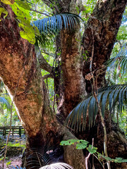 Hukutaia Domain ranks as one of Opotiki's main attractions. It is a 5 hectare remnant of extensive native forest with a Pururi tree important to Maori.