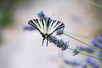Beautiful butterfly Iphiclides Podalirius collects nectar on a sprig of lavender on a summer day