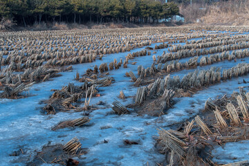 Ice in field of cut hay
