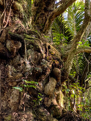 Hukutaia Domain ranks as one of Opotiki's main attractions. It is a 5 hectare remnant of extensive native forest with a Pururi tree important to Maori.