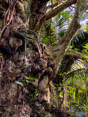 Hukutaia Domain ranks as one of Opotiki's main attractions. It is a 5 hectare remnant of extensive native forest with a Pururi tree important to Maori.