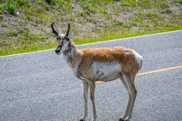 Pronghorn in the field of Yellowstone National Park, Wyoming