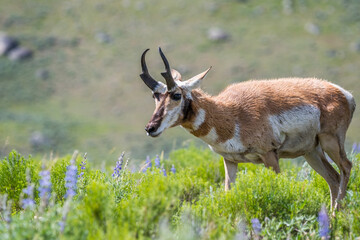 Pronghorn in the field of Yellowstone National Park, Wyoming