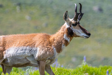 Pronghorn in the field of Yellowstone National Park, Wyoming