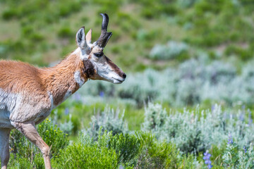 Pronghorn in the field of Yellowstone National Park, Wyoming