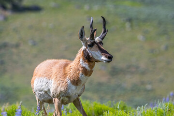 Pronghorn in the field of Yellowstone National Park, Wyoming