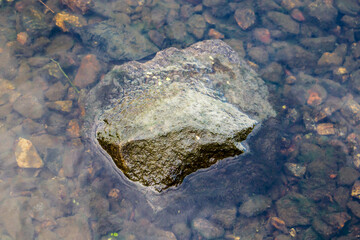 The bottom of the shallow water covered with stones