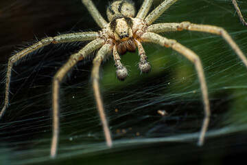 Labyrinth spider (Agelena labyrinthica), from the family of funnel spiders, sitting in a tunnel from its web, macro photography of a spider in a natural habitat, Kiev, Ukraine