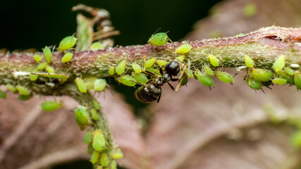 ants caring for aphids, symbiosis of insects in their natural habitat, farm relations between ants...