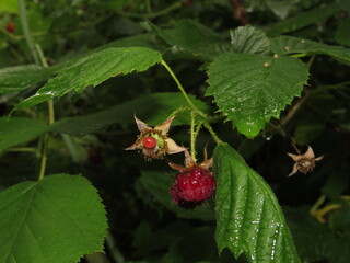 Raspberry growing on bush in a field