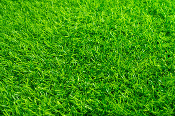 Fototapeta premium green grass background, football field 