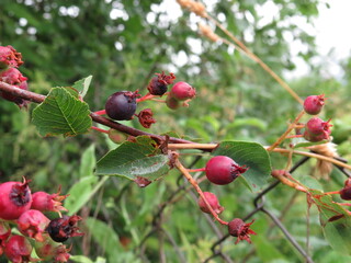 Ripe and underripe strawberries on the tree at the garden