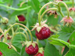 Ripe and underripe strawberries on the tree at the garden