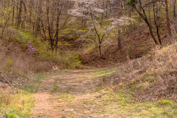 Cherry blossom tree beside path