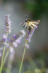 Beautiful butterfly Iphiclides Podalirius collects nectar on a sprig of lavender on a summer day