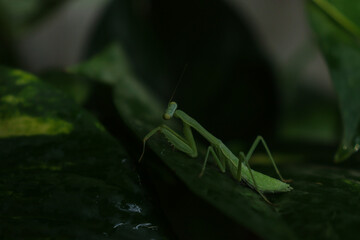Bug