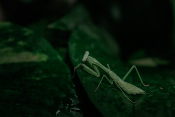 Bug