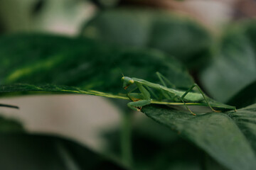 Bug 