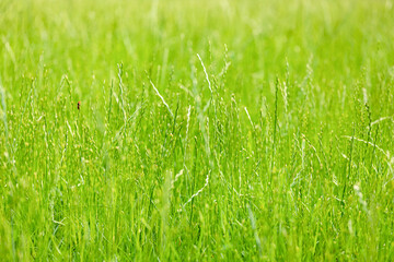 Background of overgrown lawn grass with seeds. Selective focus