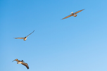 Flying pelicans. Group of flying biirds and clear blue sky on background