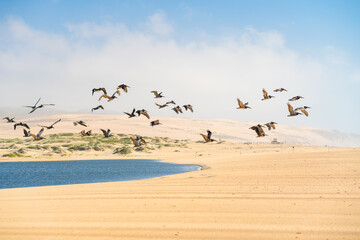 Empty sand beach and flock of flying pelicans, California