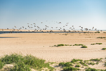 Fototapeta na wymiar Sand dunes on the beach and flock of flying pelicans, clear blue sky on background