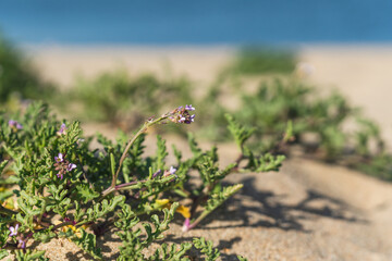 Sand dunes on the beach and Sea Rocket flowers in bloom, beautiful pink wildflowers growing on the sandy beach