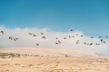 Sand dunes and flock of flying pelicans. Guadalupe-Nipomo Dunes National Wildlife reserve, Calfornia