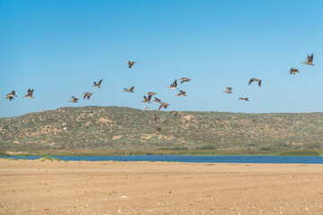 Flockof flying pelicans. Green hills, blue river, and empty sand beach background