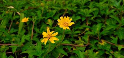 yellow dandelion flower