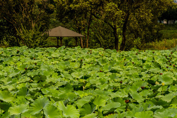 Lily pond in front of gazebo