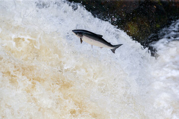 leaping salmon