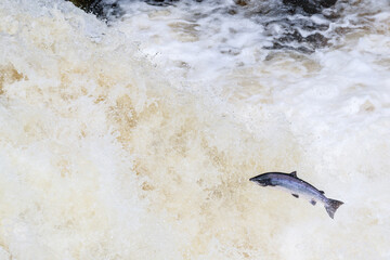leaping salmon