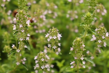 Thymus. serpyllum, creeping thyme is blooming in pink.