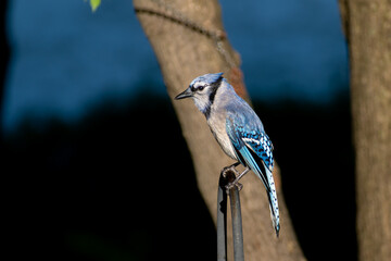 watching bird wild life