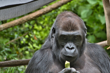 Obraz premium 2020-07-10 A SILVER BACK GORILLA EATING A PIECE OF BROCCOLI