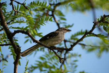 watching bird wild life