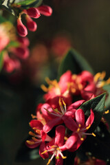 little pink flowers on branch