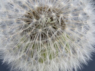 diente de león macro con fondo oscuro