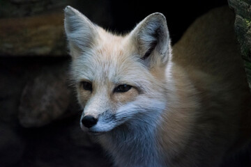 Portrait of the red fox in the zoo