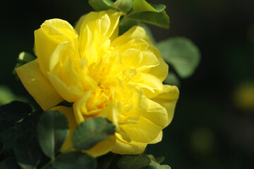 yellow flower in the garden