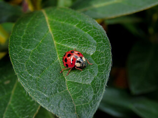 mariquita roja con puntos negros sobre hoja verde y un fondo verde