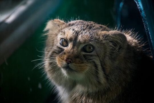 Portrait of the Pallas's cat in the zoo